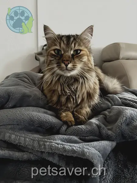 chatte lost 16 Kappelenacker 3234 Fenis Shakira