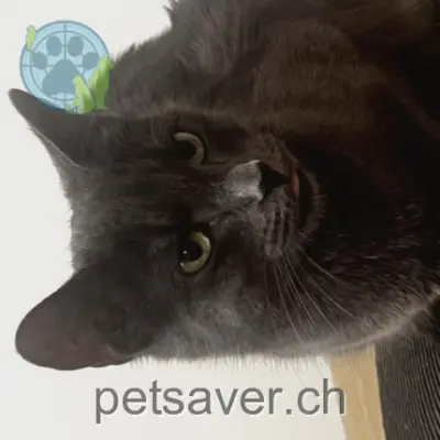 chatte lost 5 Rue Beauregard 2520 La Neuveville Maka