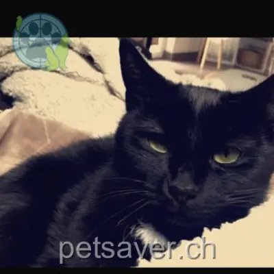 chatte lost 26 Grand-Rue 2720 Tramelan Wathson