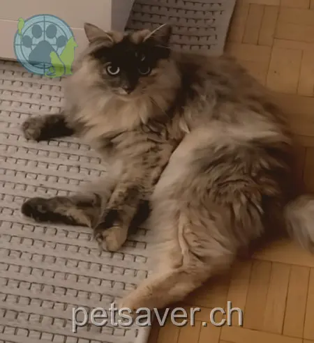 chatte lost 71 Lerchenstrasse 4103 Bottmingen Chilly