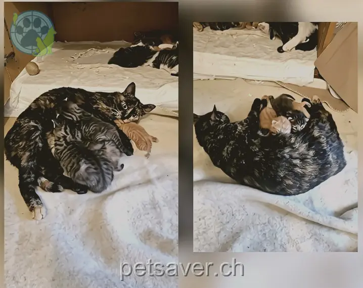 chatte lost 13 Tulpenweg 4153 Reinach Enaya