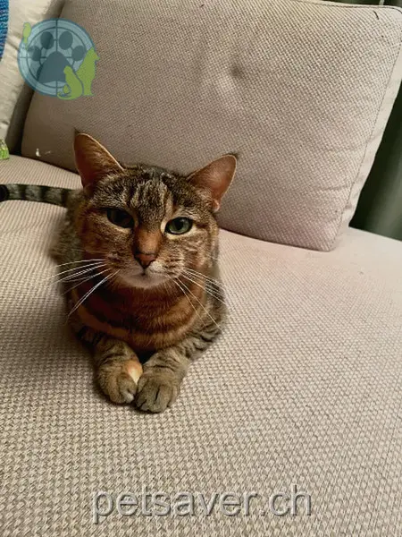 chatte lost 53 Im Breitfeld 4105 Biel-Benken Lio