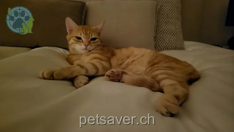 chatte lost 47a Klünenfeldstrasse 4127 Birsfelden Mimi