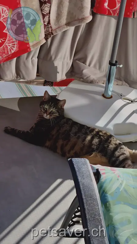 chatte lost 6 Steinweg 4144 Arlesheim Mo