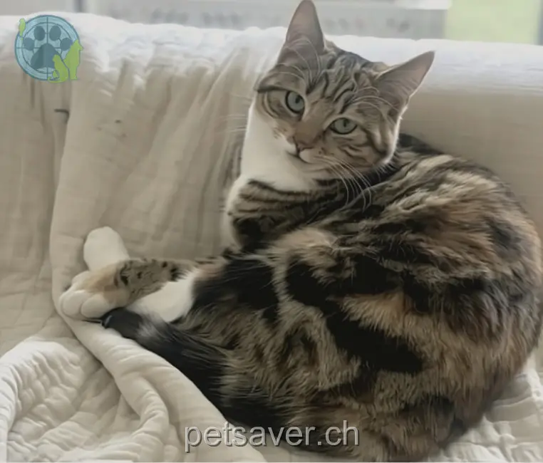 chatte lost 4d Buchenstrasse 4104 Oberwil Zola