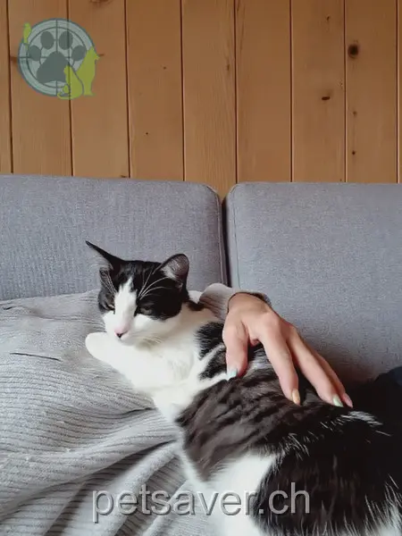 chatte lost 69a Rheinstrasse 4402 Frenkendorf Filly