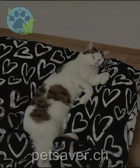 chatte lost 39 Höldeliweg 4460 Gelterkinden Mila