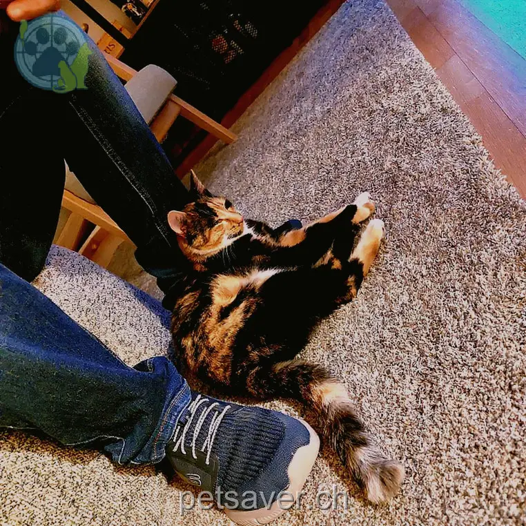 chatte lost 43 Grienmattweg 4450 Sissach Ronja