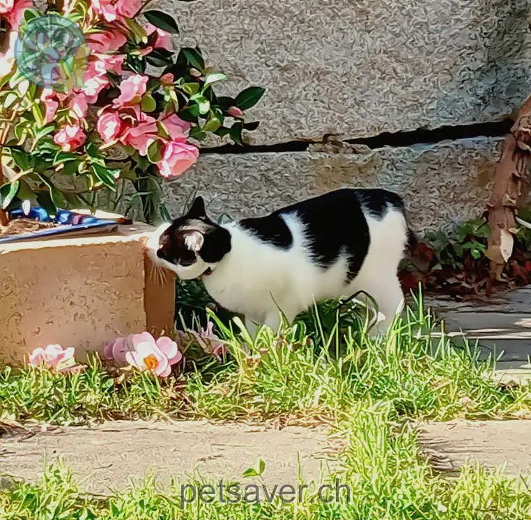 chatte lost 20 Hombergstrasse 4466 Ormalingen Scooby