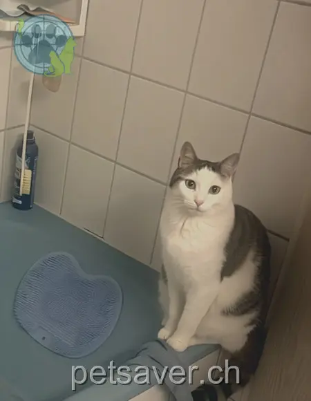 chatte lost 81 Tecknauerstrasse 4460 Gelterkinden Sweety