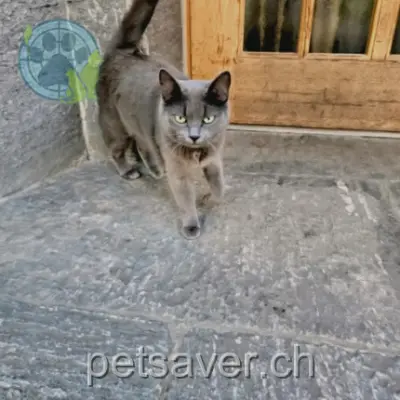 chatte lost 3 Im Hofacker 4492 Tecknau Zara