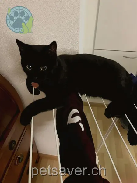 chatte lost 39 Birkenstrasse 4055 Bâle Akira