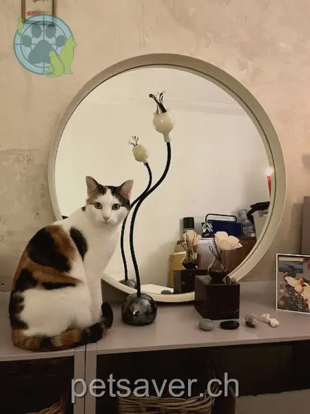 chatte lost  Hüningerstrasse 4056 Bâle Flora