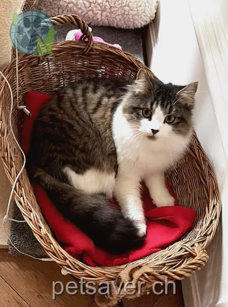 chatte lost 18 Jungstrasse 4056 Bâle Lucky