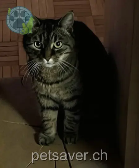 chatte lost 32 Unterm Schellenberg 4125 Riehen Lilly