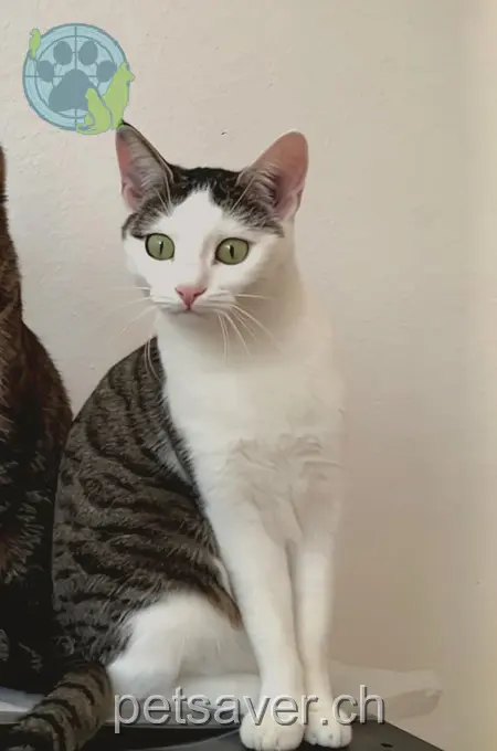 chatte lost 29 Vorderambohl 78224 Singen (Hohentwiel) Soraya