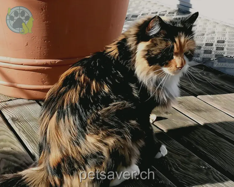 chatte lost  Route de l'Ecole 1532 Ménières Cannelle