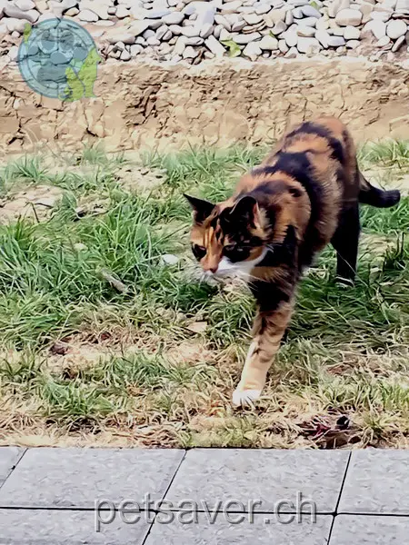 chatte lost 26 Chemin de Martalet 1544 Gletterens Câline