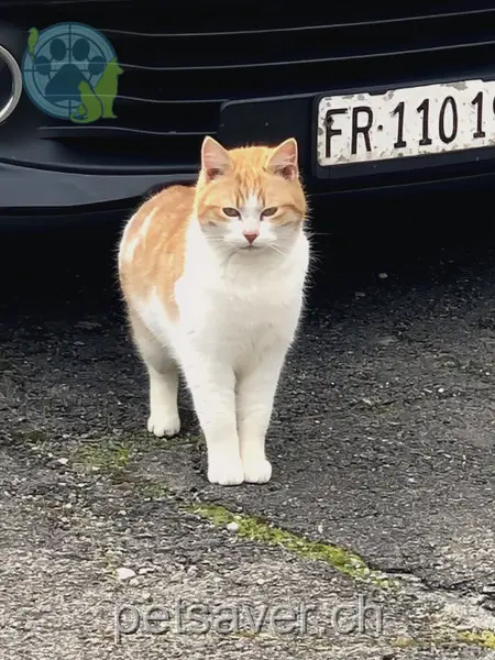 chatte lost 8 Chemin de l'Eglise 1475 Montbrelloz Flèchette