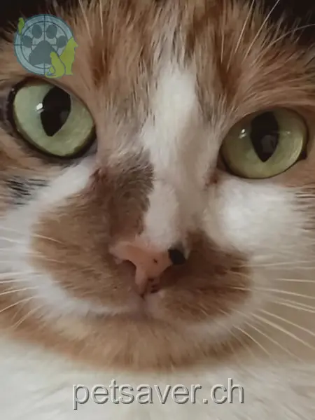 chatte lost 7 Route du Chasseral 1470 Estavayer-le-Lac Pupuce