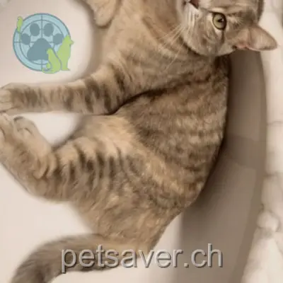 chatte lost 8 Route de la Bioleire 1775 Mannens Pearl