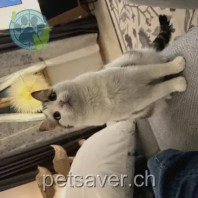 chatte lost 138a Route de la Pierra 1676 Chavannes-les-Forts Lola