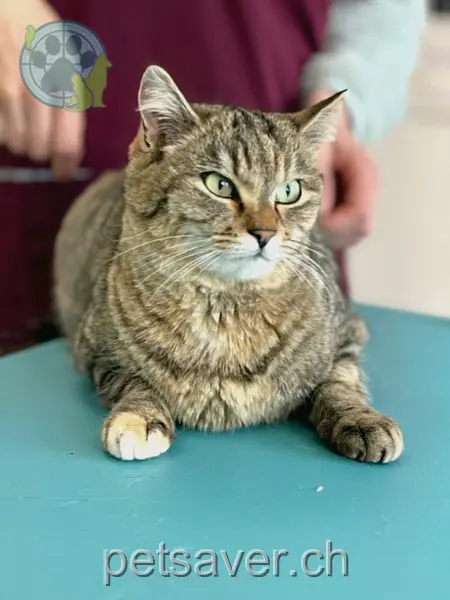 chatte lost 7 Rue de la Comba 1632 Riaz Midnight