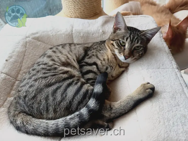 chatte lost 2 Impasse de la Croix 1642 Sorens Sherkhan