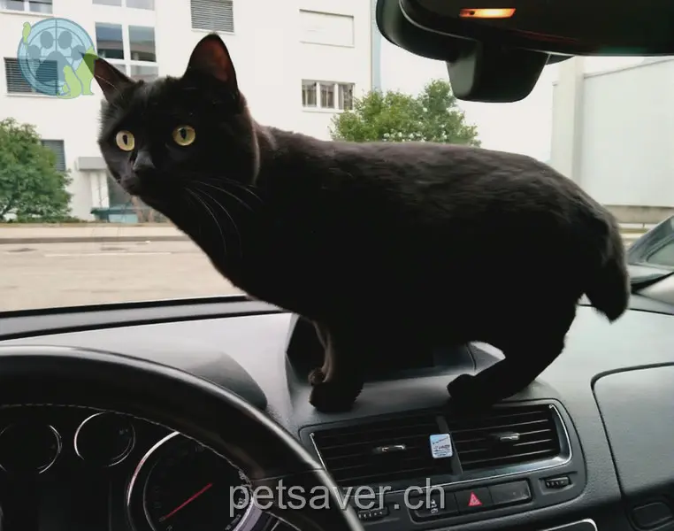 chatte lost  Avenue de Granges-Paccot 1763 Fribourg Luna