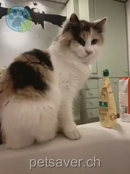 chatte lost 15b Banholz 3182 Niedermettlen Loumi