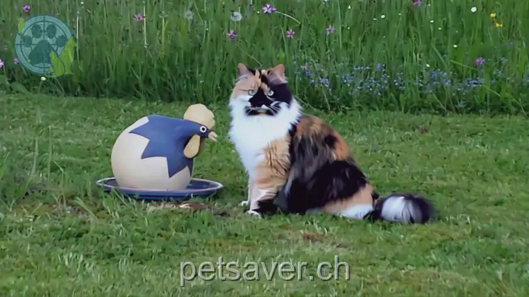 chatte lost 10 Höhenweg 1717 Saint-Ours Milou