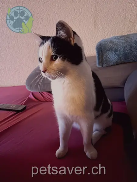 chatte lost 2 Chemin des Troncs 1783 Barberêche Cleopatra