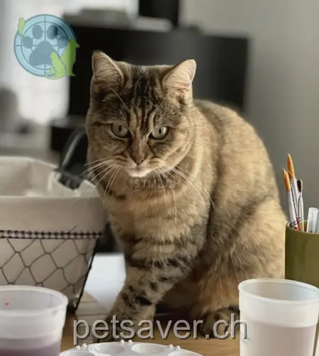 chatte lost 6 Kaisereggstrasse 3212 Gurmels Lilly