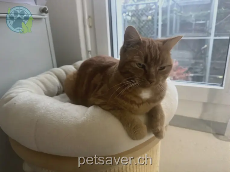 chatte lost 17 Sodhüslimatte 3206 Ormey Mia