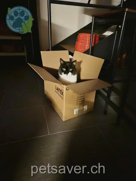 chatte lost 10 Route de Cournillens 1721 Misery Nessy