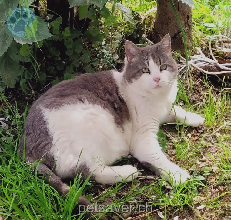 chatte lost 17 Obere Matte 3213 Liebistorf Mutti