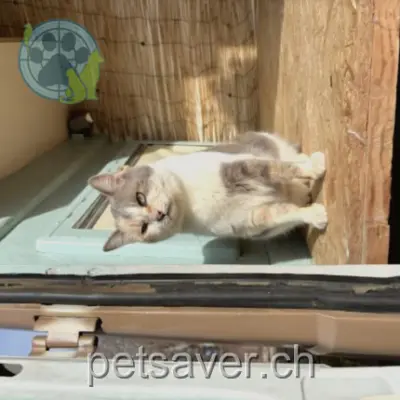 chatte lost 17 Route de la Parqueterie 1635 La Tour-de-Trême Baba