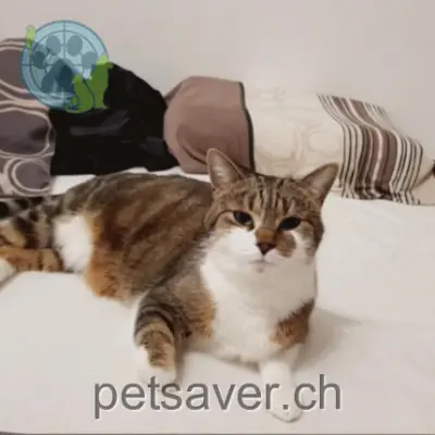 chatte lost 4 En Crausa 1633 Marsens Nala