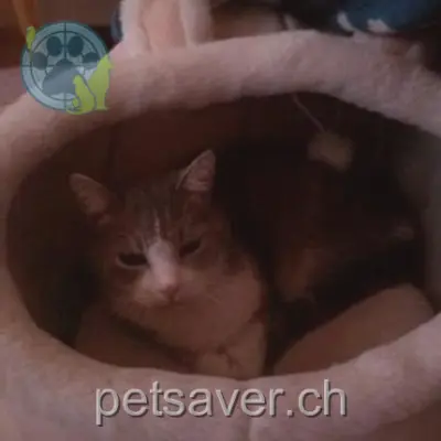 chatte lost 32a L'Etrey 1643 Gumefens Nina