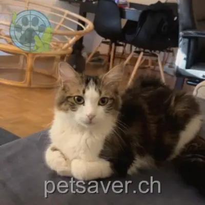 chatte lost 4 Impasse du Champ des Entes 1772 Grolley Lynn