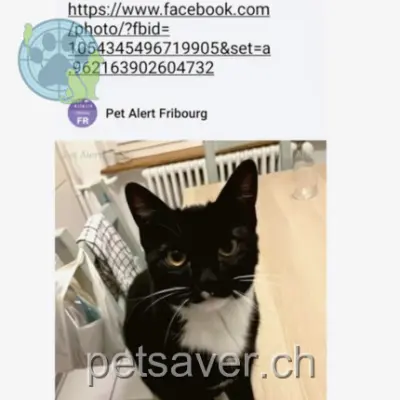 chatte lost 14 Impasse du Pré-Vert 1700 Fribourg Suchi