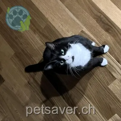 chatte lost 16a En Crausa 1721 Misery Luna