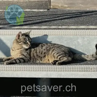 chatte lost 60 Chemin des Avallons 1247 Anières Cali