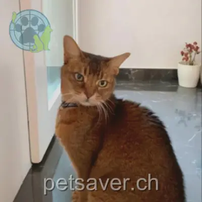 chatte lost 104b Route de Saconnex-d'Arve 1228 Plan-les-Ouates Chipie