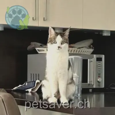 chatte lost 16 Chemin du Petray 1222 Vésenaz Cléo