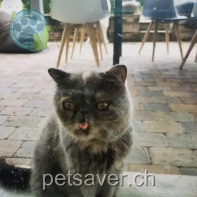 chatte lost  Route des Tournettes 1255 Vessy Colinette