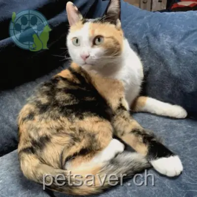 chatte lost 44 Route de Foliaz 1257 Bardonnex Cooky