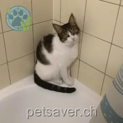 chatte lost 61 Chemin de Mancy 1222 Vésenaz Coquillette