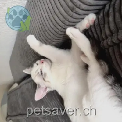 chatte lost 124 Chemin De-La-Montagne 1224 Chêne-Bougeries Coquinette