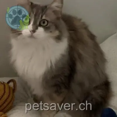 chatte lost  Route de Lully 1233 Lully Estrella